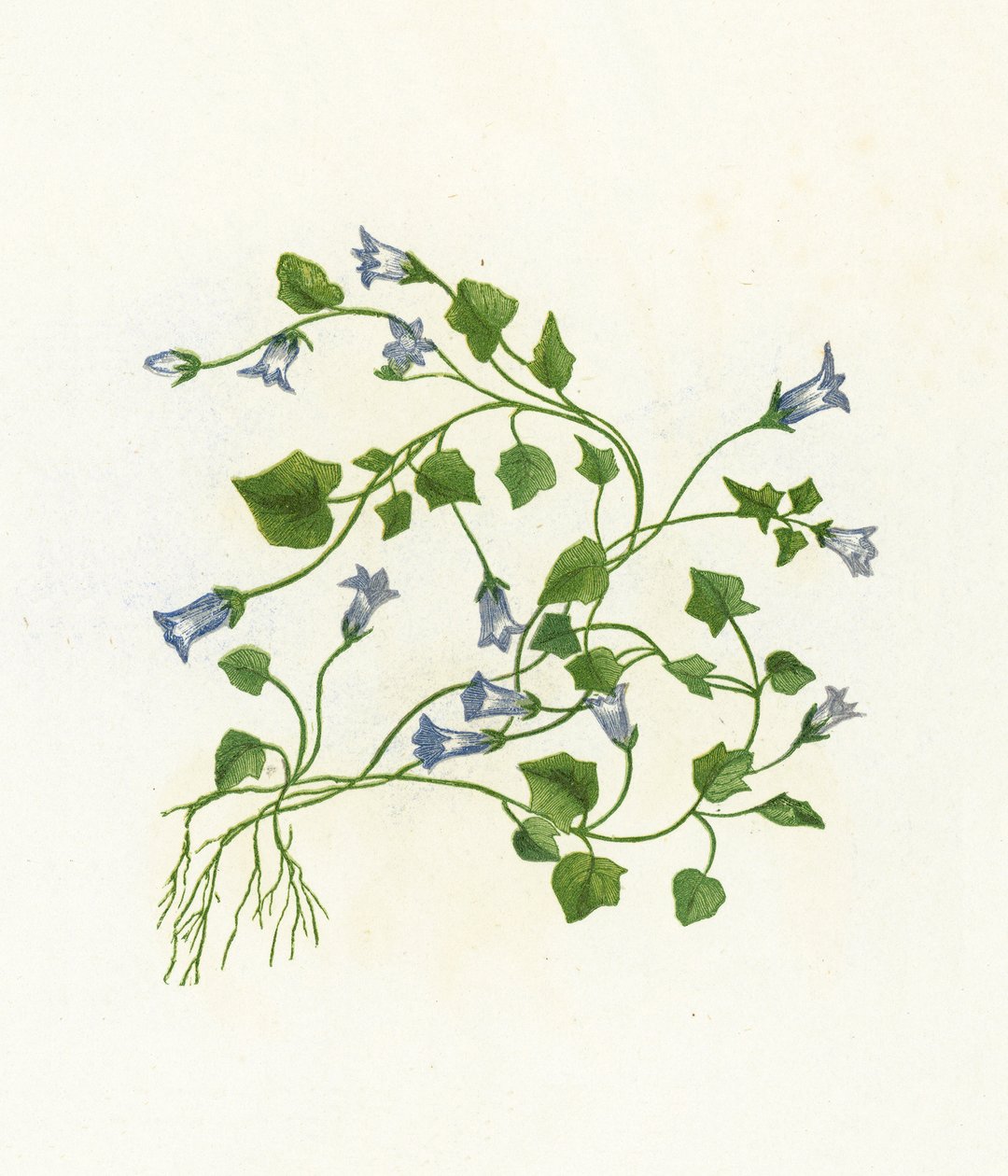 Campanilla de Hojas de Hiedra, Campanula Hederacea de English School