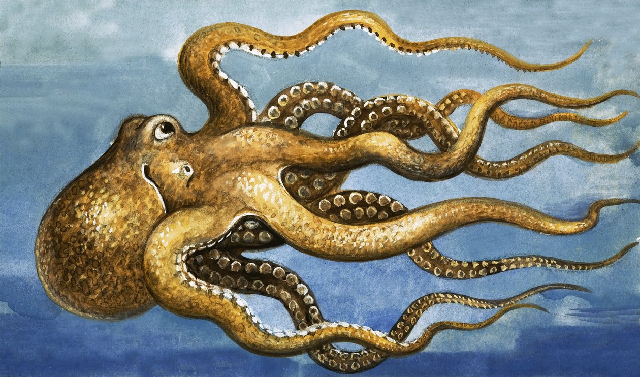 Pulpo de English School