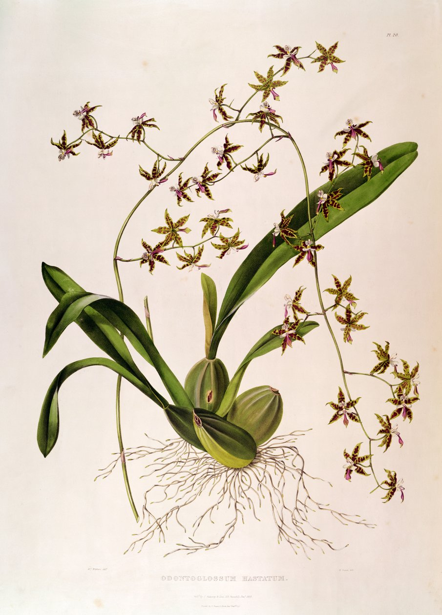 Odontoglossum Hastatum de English School