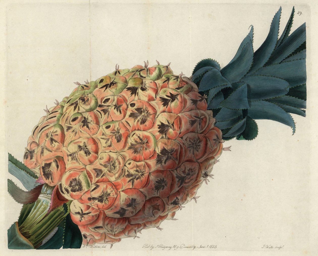 Piña otaheita de la "Pomological Magazine" de John Lindley de English School