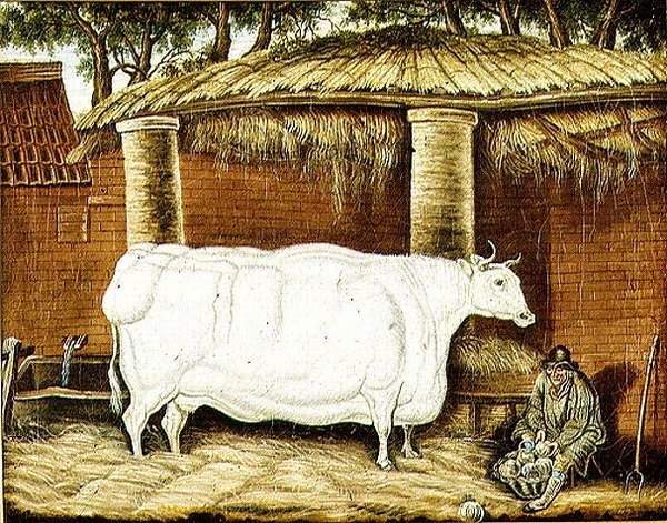 Buey primitivo de English School