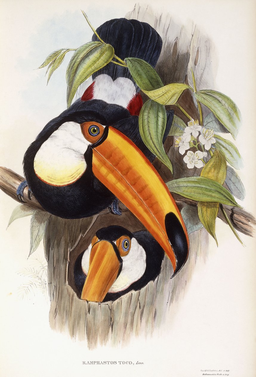 Ramphastos Toco de English School