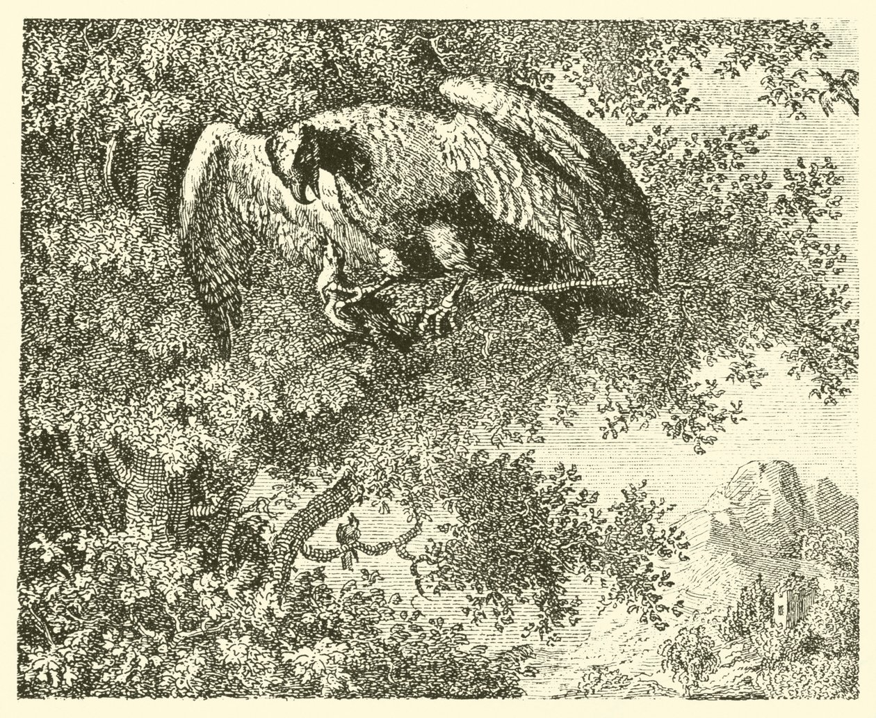 El halcón y el ruiseñor (grabado) de English School