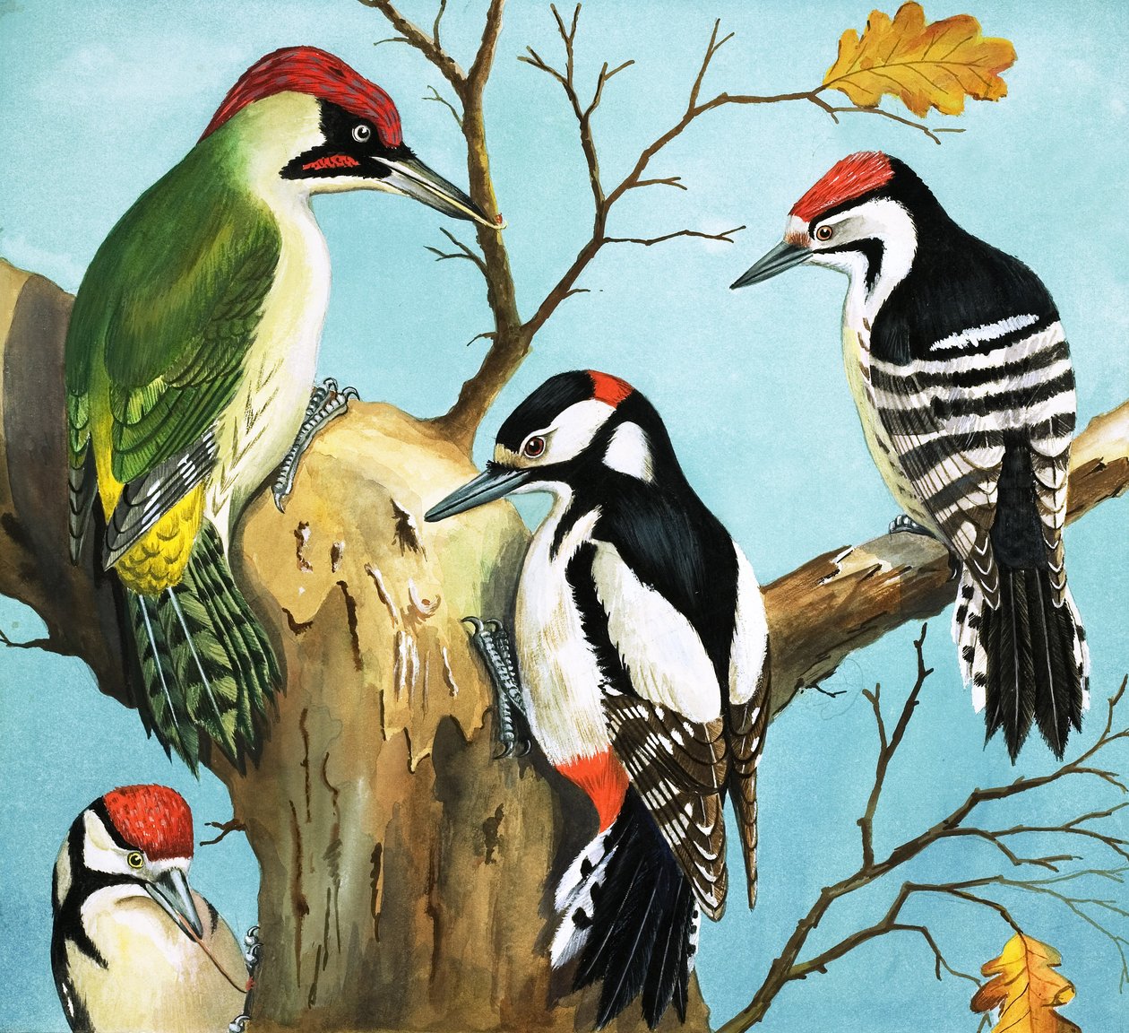 Pájaros carpinteros (gouache sobre papel) de English School
