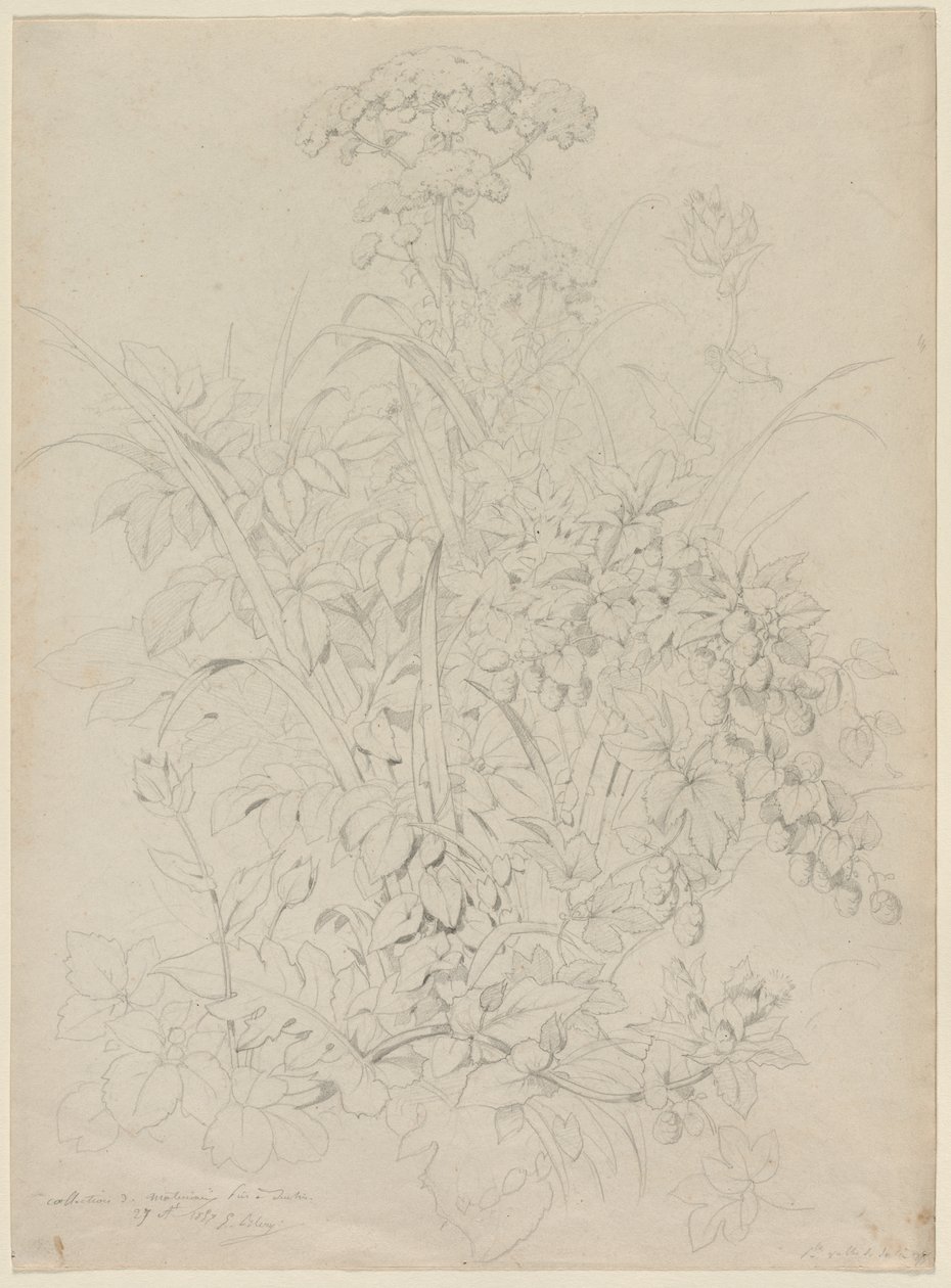 Plant Study de Eugene Bléry