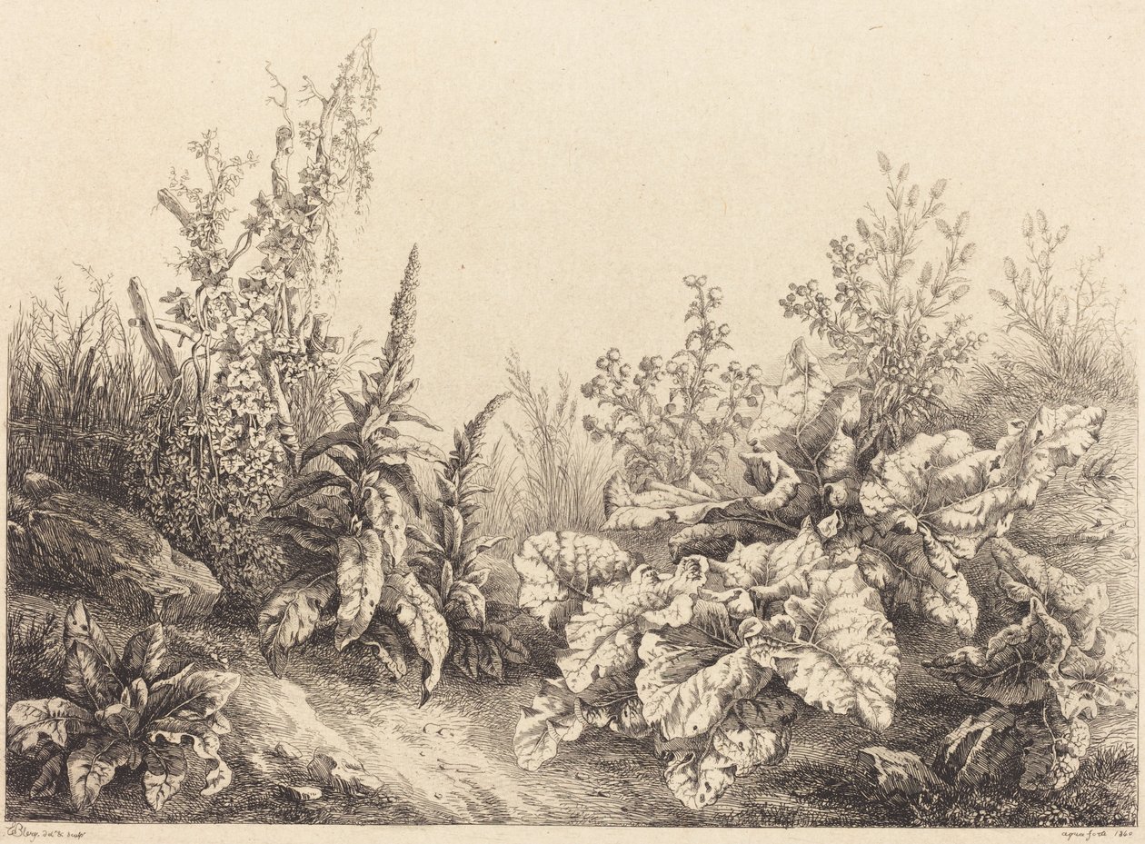 Estudio de un bardana, 1840 de Eugene Bléry
