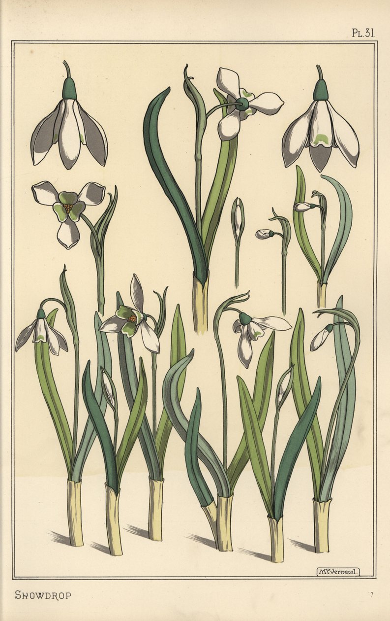Ilustración botánica de un campanilla de invierno, Galanthus nivalis de Eugene Grasset