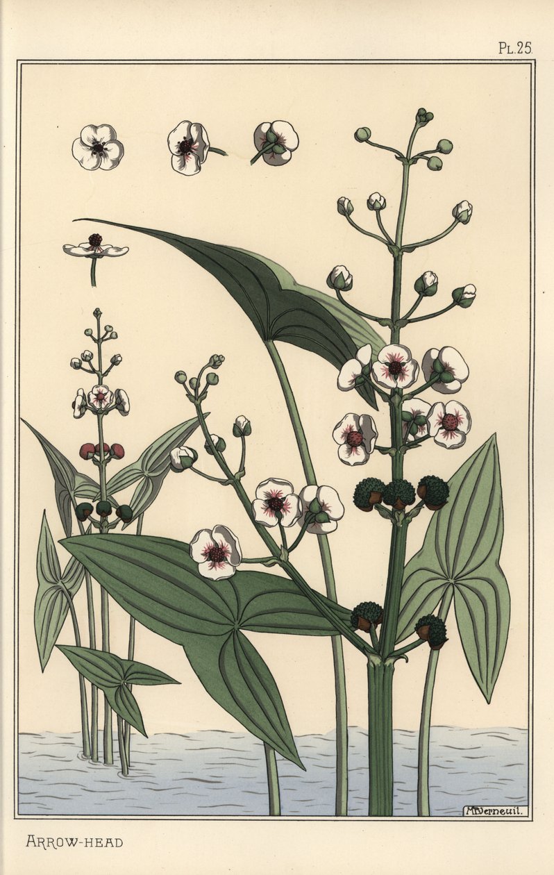 Ilustración botánica de la saeta, Sagittaria sagittifolia de Eugene Grasset