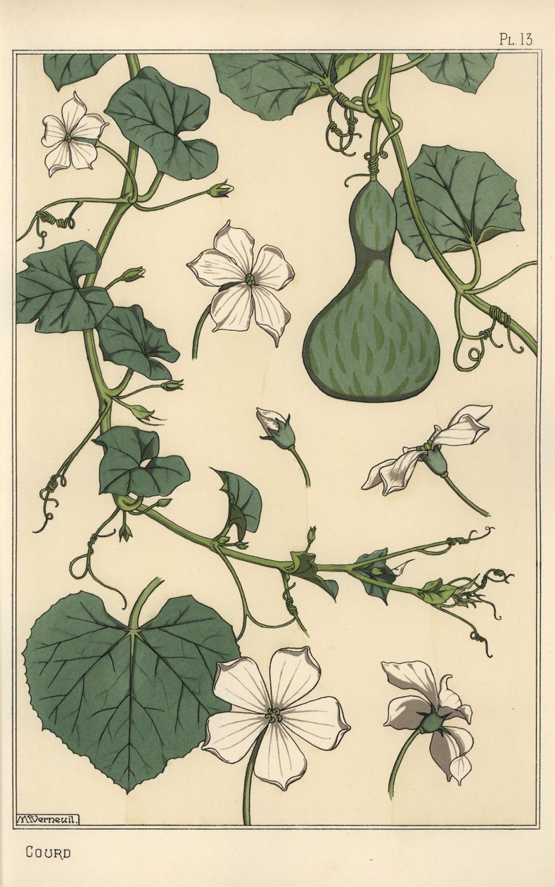 Ilustración botánica de la calabaza de Eugene Grasset