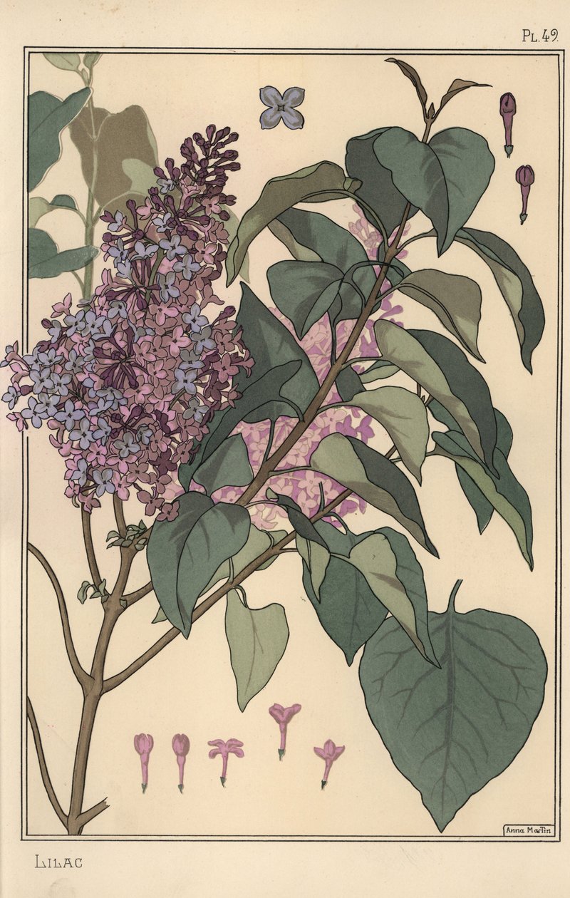 Estudio botánico de lila de Eugene Grasset