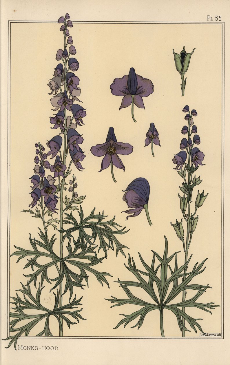 Estudio botánico de acónito de Eugene Grasset