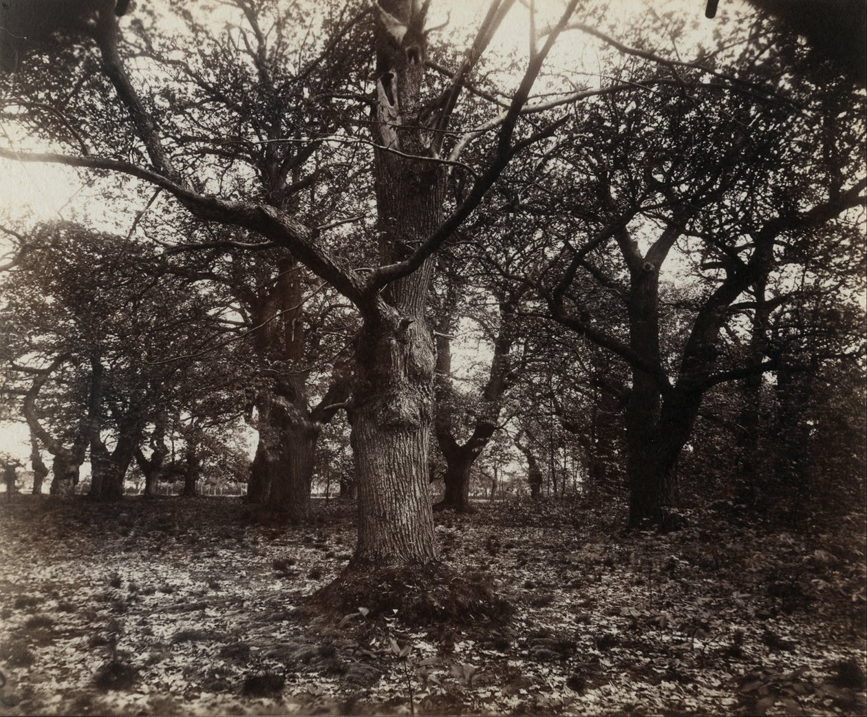 Castaños de Eugène Atget