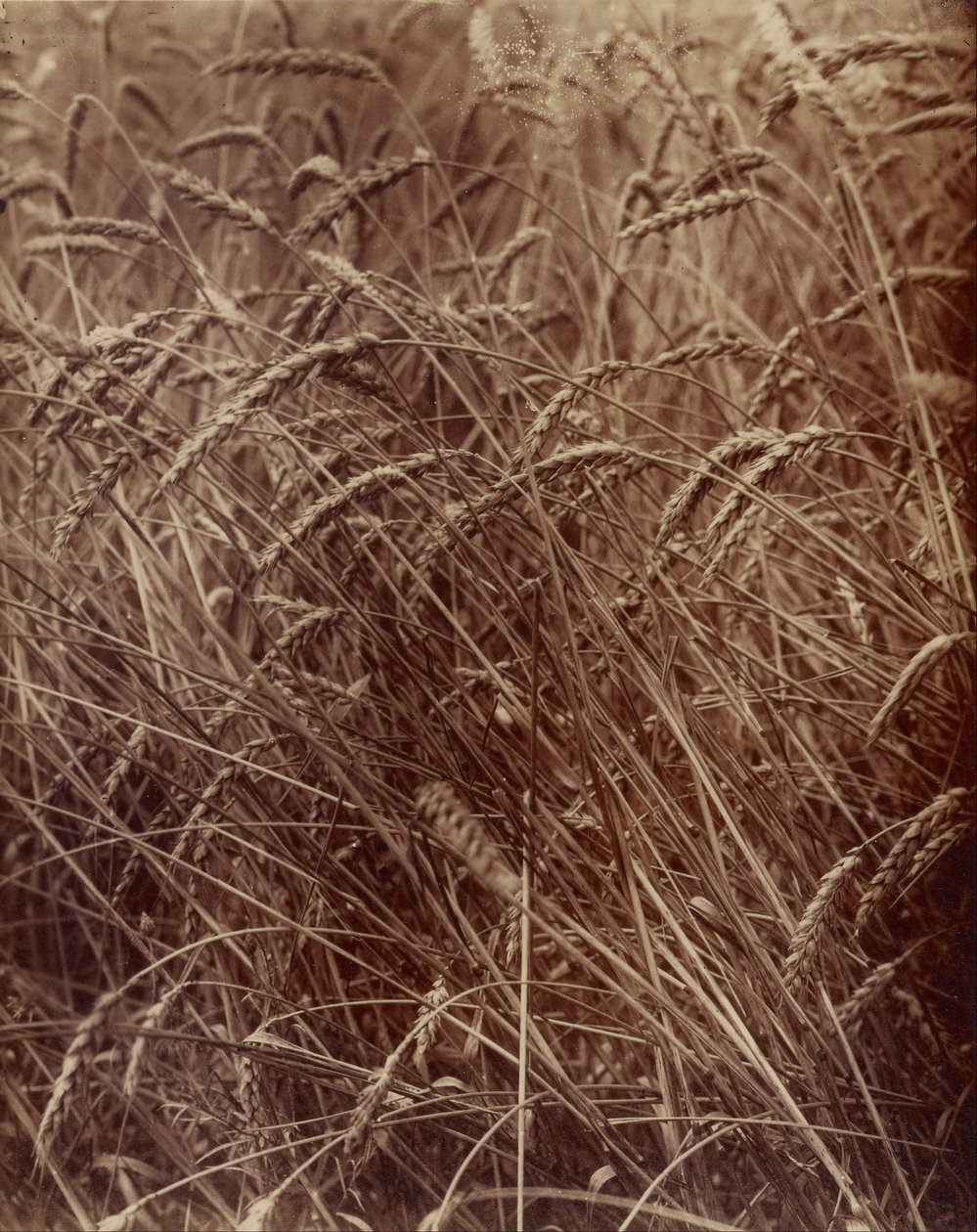 Trigo de Eugène Atget