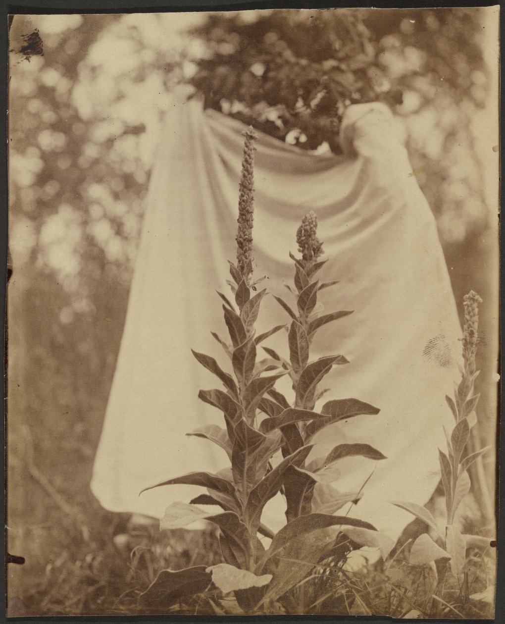 Bouillon Blanc (Gordolobo) de Eugène Atget
