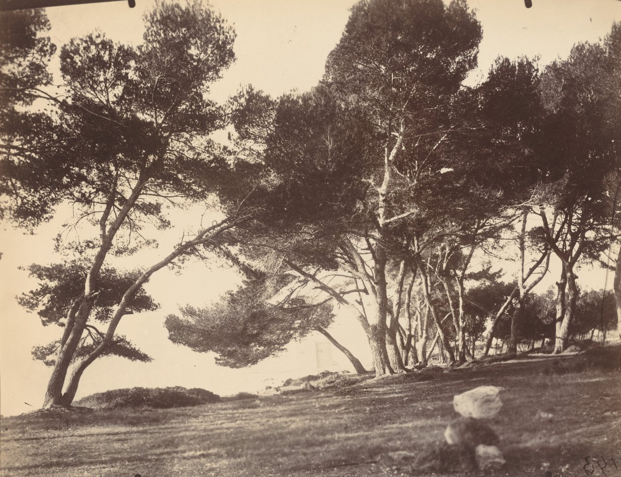 Cannes, Isla Saint Honorat de Eugène Atget