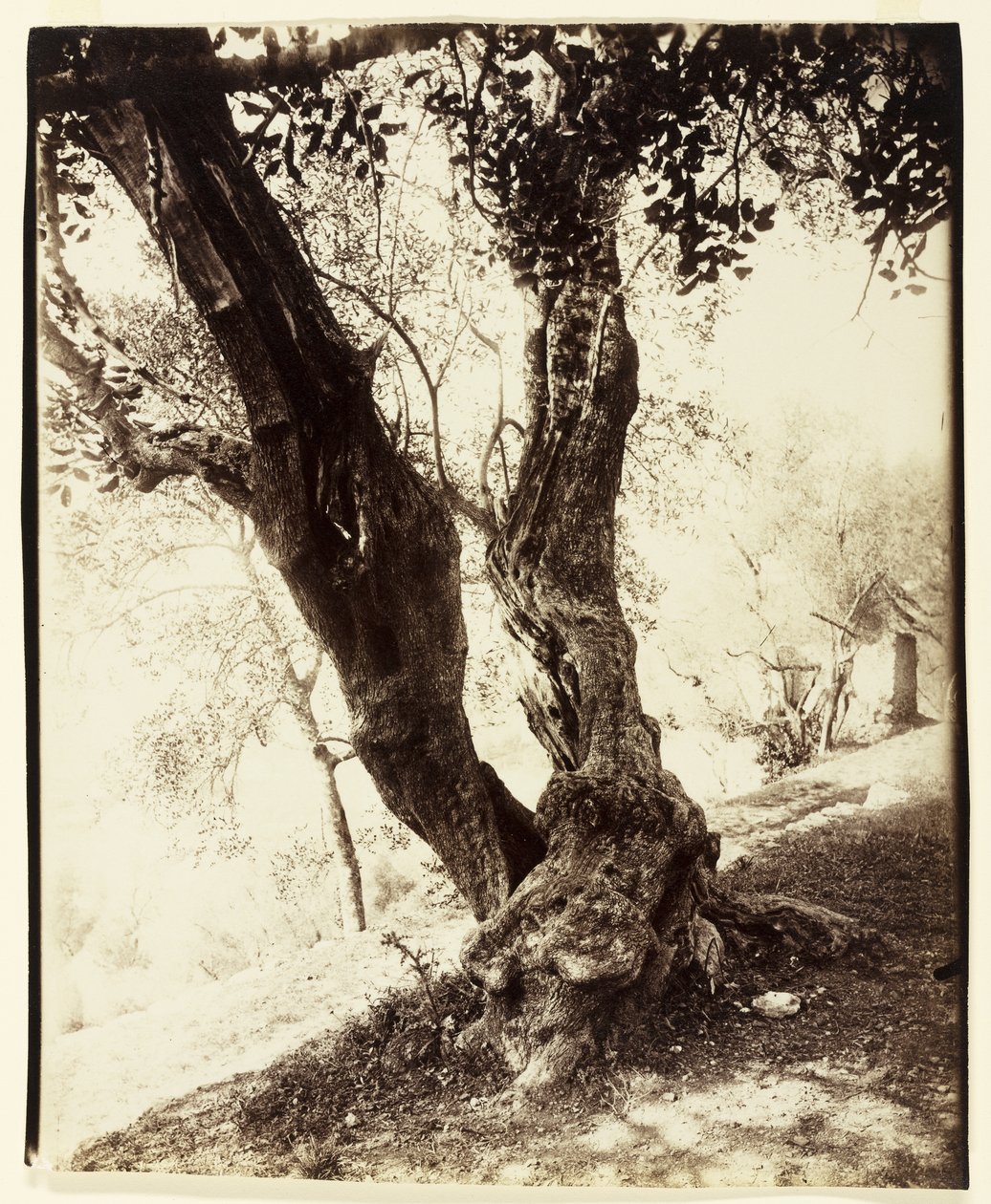 Olivier, Niza, c.1900 de Eugène Atget