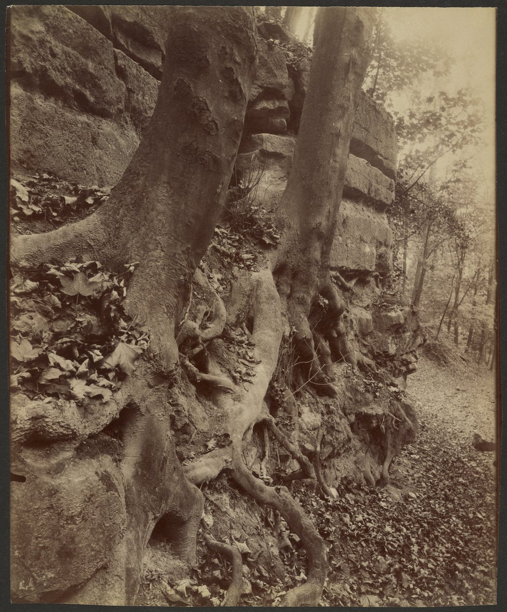 Parque de Saint-Cloud de Eugène Atget