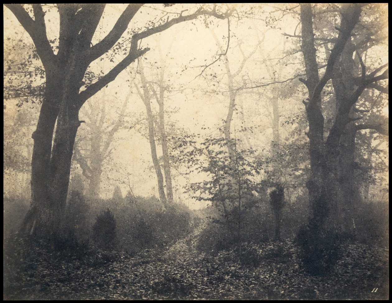 Fontainebleau. Bosque en Barbizon de Eugène Cuvelier