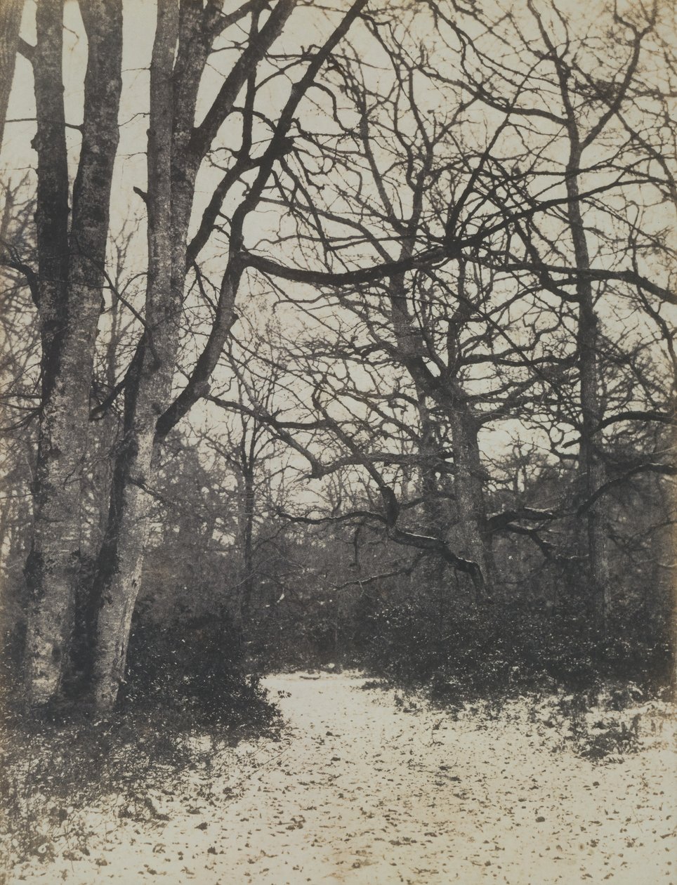 [Bosque de Fontainebleau], ca. 1860 de Eugène Cuvelier