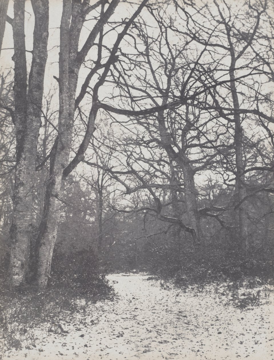 Road in the Forest de Eugène Cuvelier