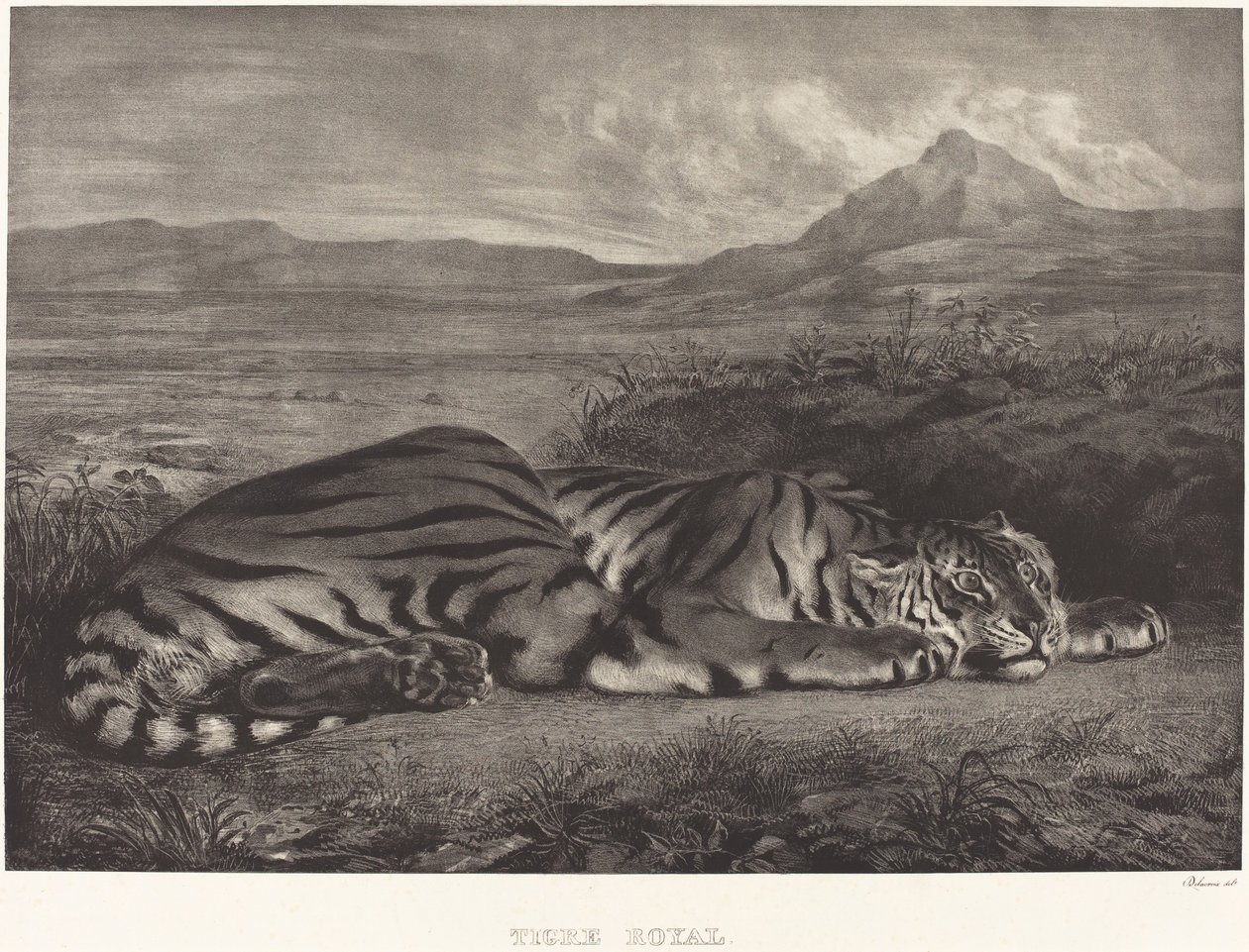 Tigre real de Eugène Delacroix