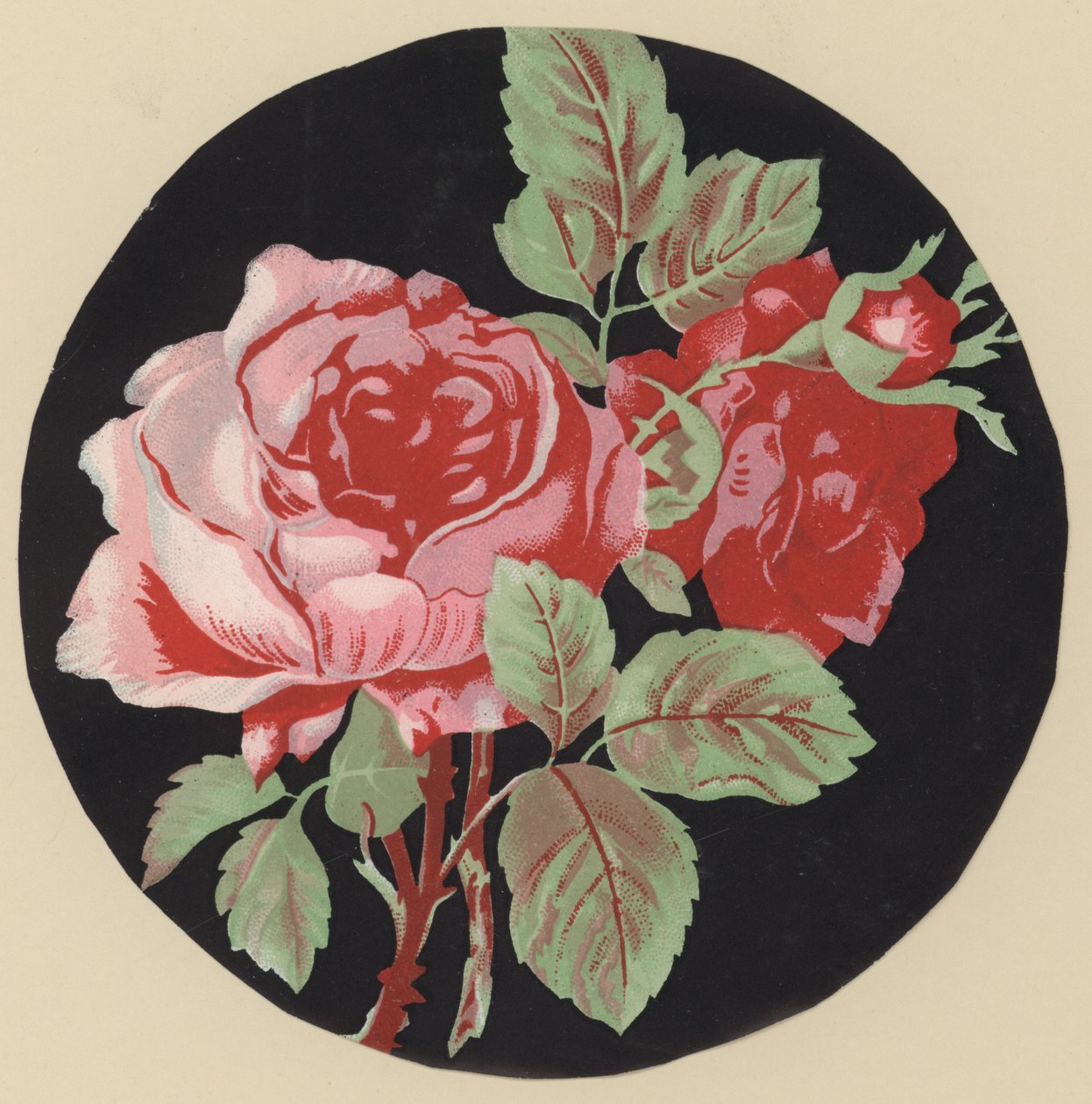 Rosa (litografía en color) de European School