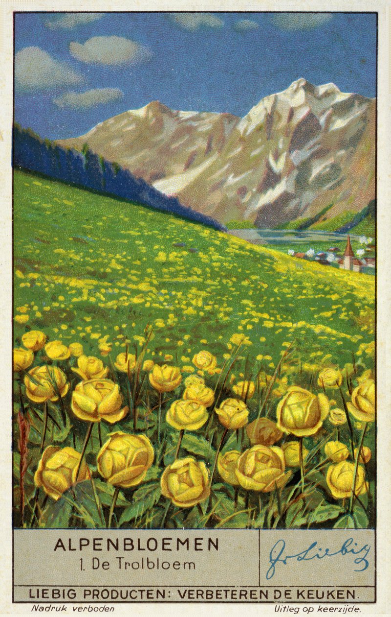 Trollius (globeflower) (cromolito) de European School