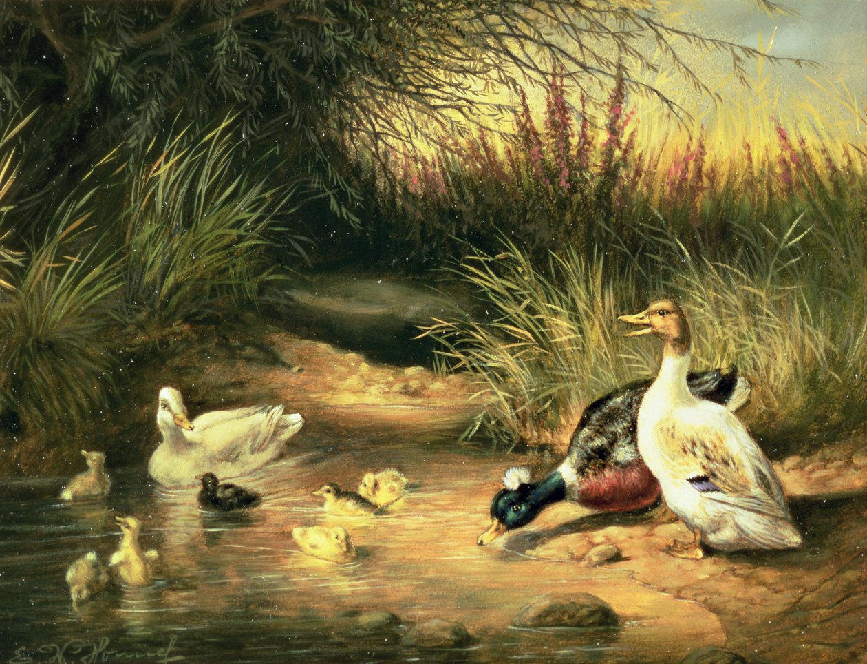 Patos, pato y patitos de Ewald Honnef