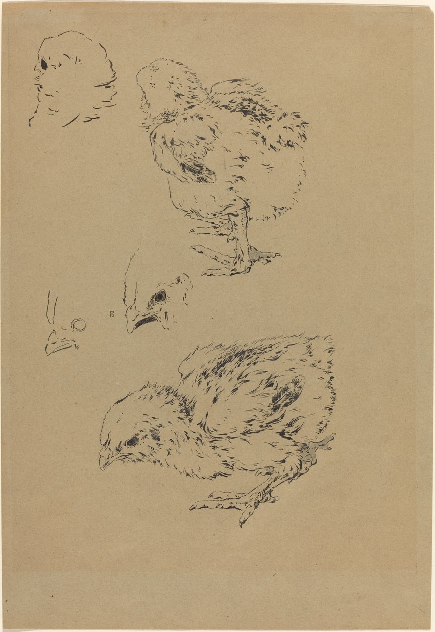 Pollitos de Felix Bracquemond