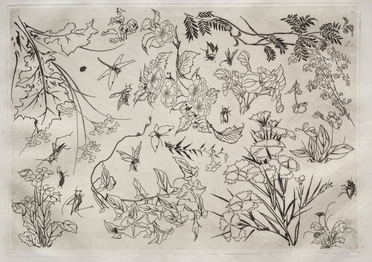 Servicio de Cena (servicio Rousseau): Flores (n.º 22) de Felix Bracquemond