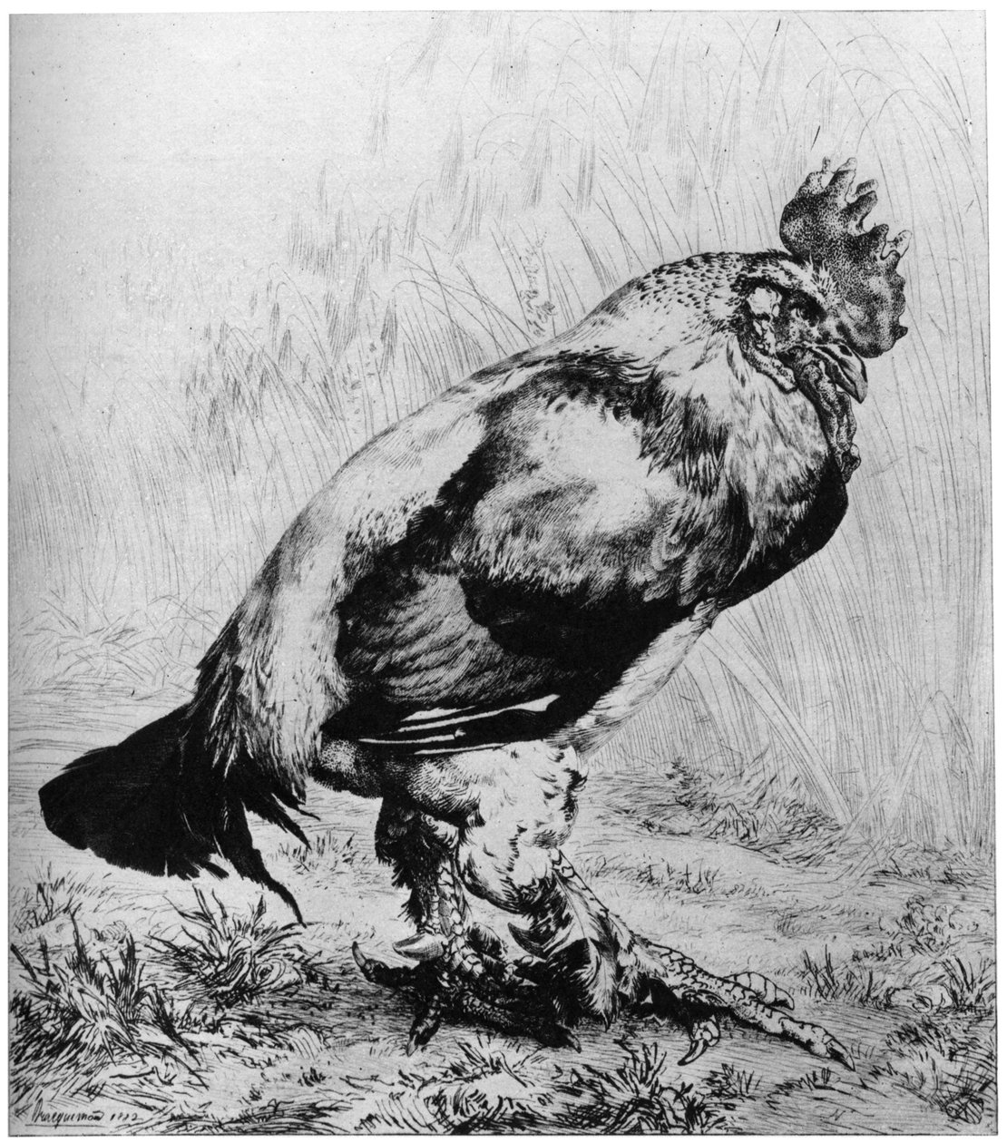 La Coq, c. 1850-1910, 1924 de Felix Bracquemond