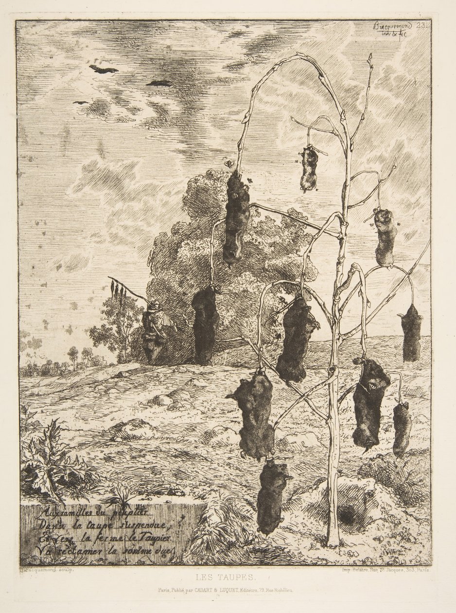 Los topos, 1854 de Felix Bracquemond