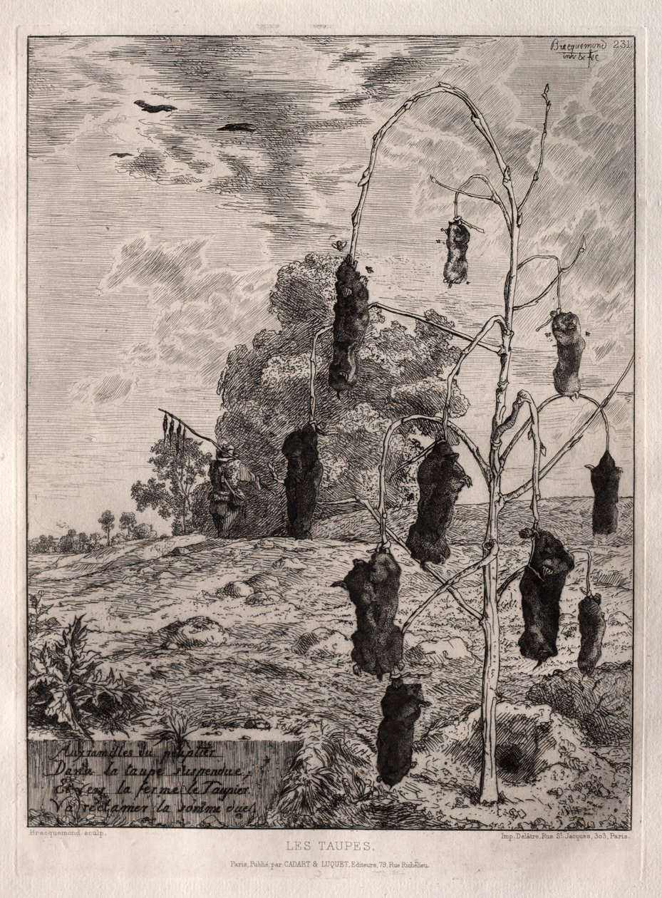 lunares de Felix Bracquemond