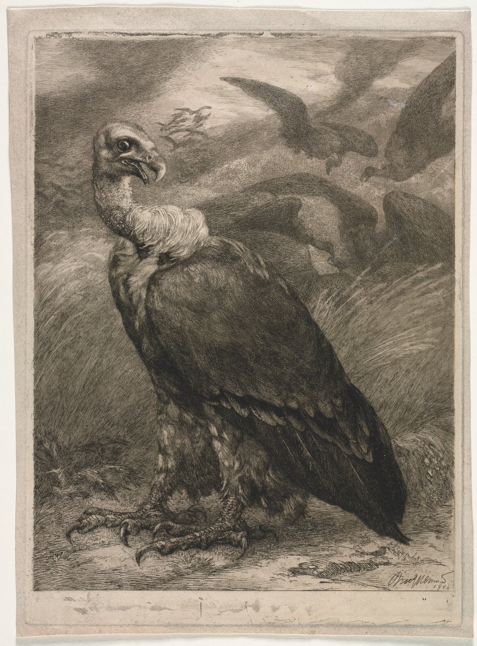 Vulture de Felix Bracquemond
