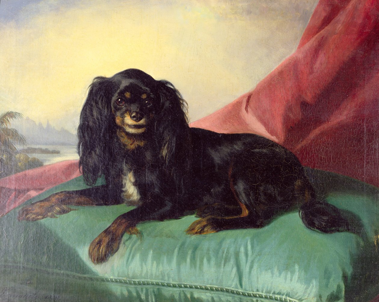 Un spaniel King Charles sobre un cojín verde de Ferdinand Krumholz