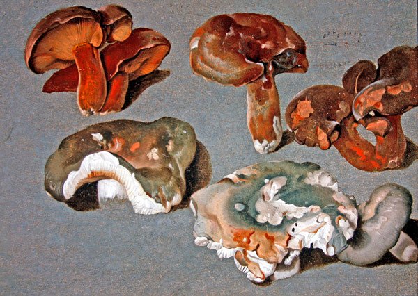 Estudios de hongos de Ferdinand Phillip de Hamilton