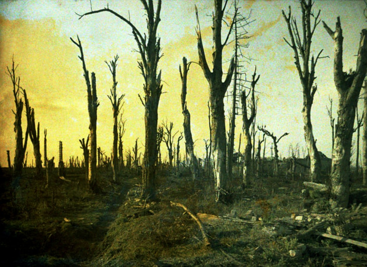 Árboles destruidos durante la batalla, Chaulnes, Somme, Francia, 1917 de Fernand Cuville