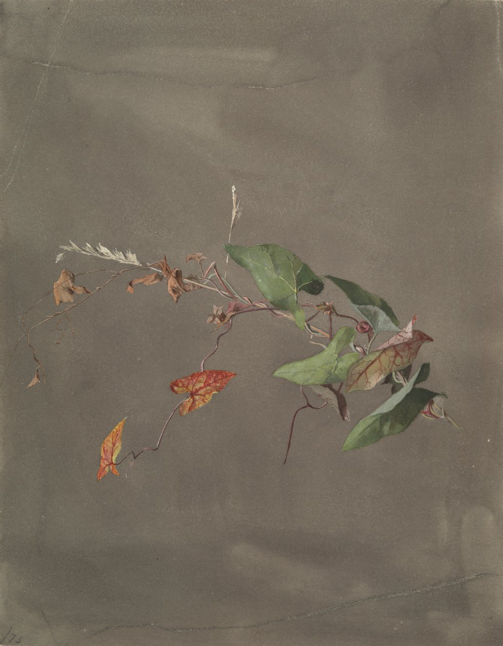 Enredadera de Fidelia Bridges