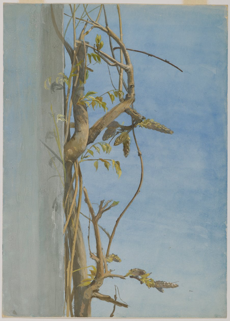 Glicinia en una pared de Fidelia Bridges