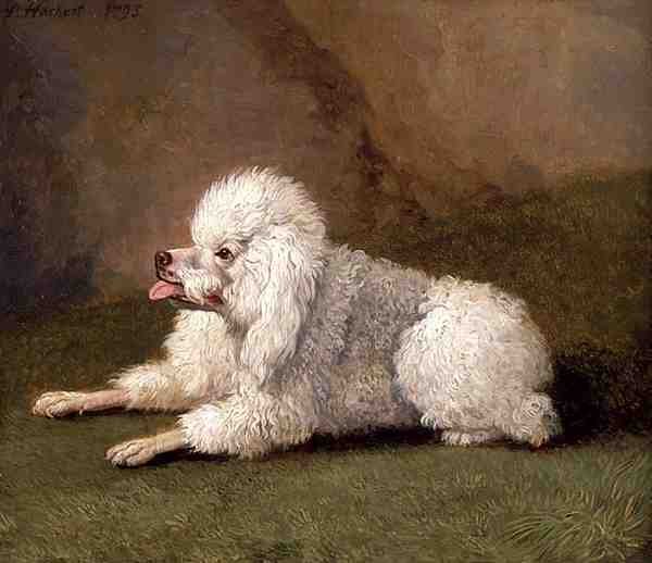 Un caniche belga de Filippo Hackert