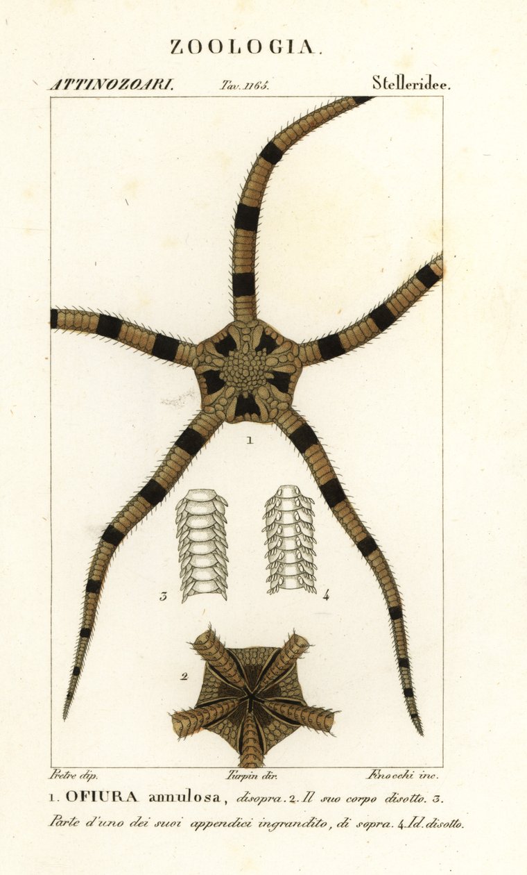 Equinodermo estrella fugaz, Ophiomastix annulosa, Ophiura annulosa de Finocchi Finocchi