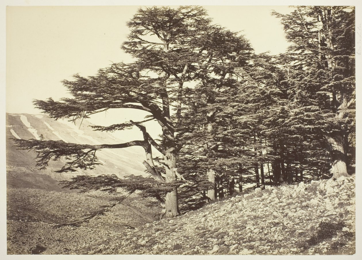 Cedros del Líbano de Félix Bonfils