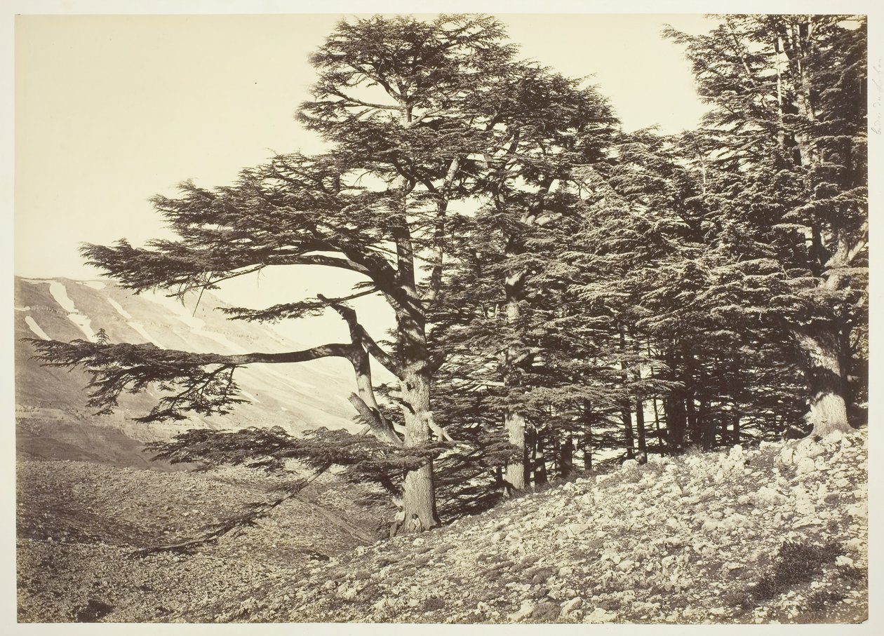 Cedros del Líbano, c. 1870 de Félix Bonfils