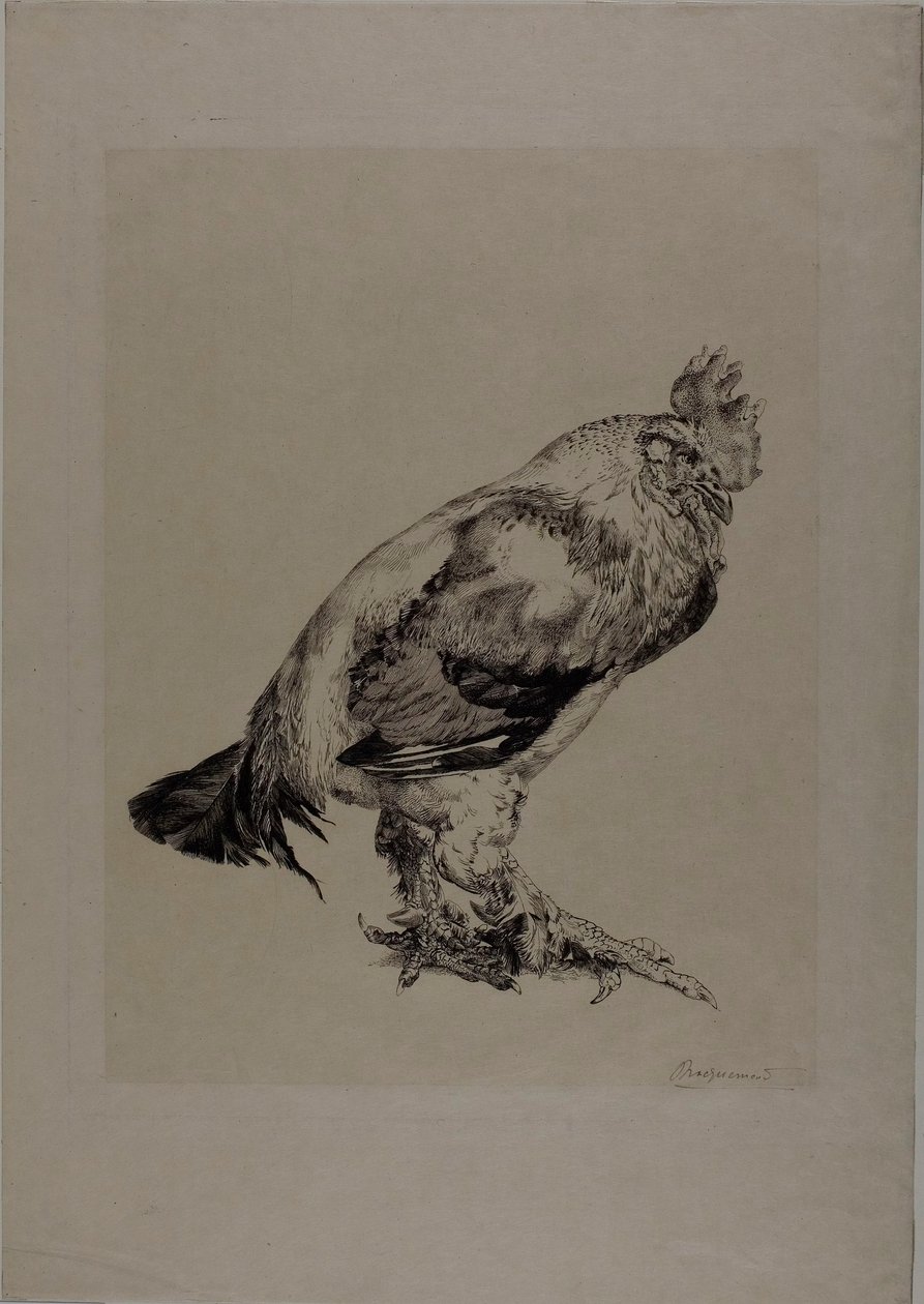 El viejo gallo de Félix Henri Bracquemond