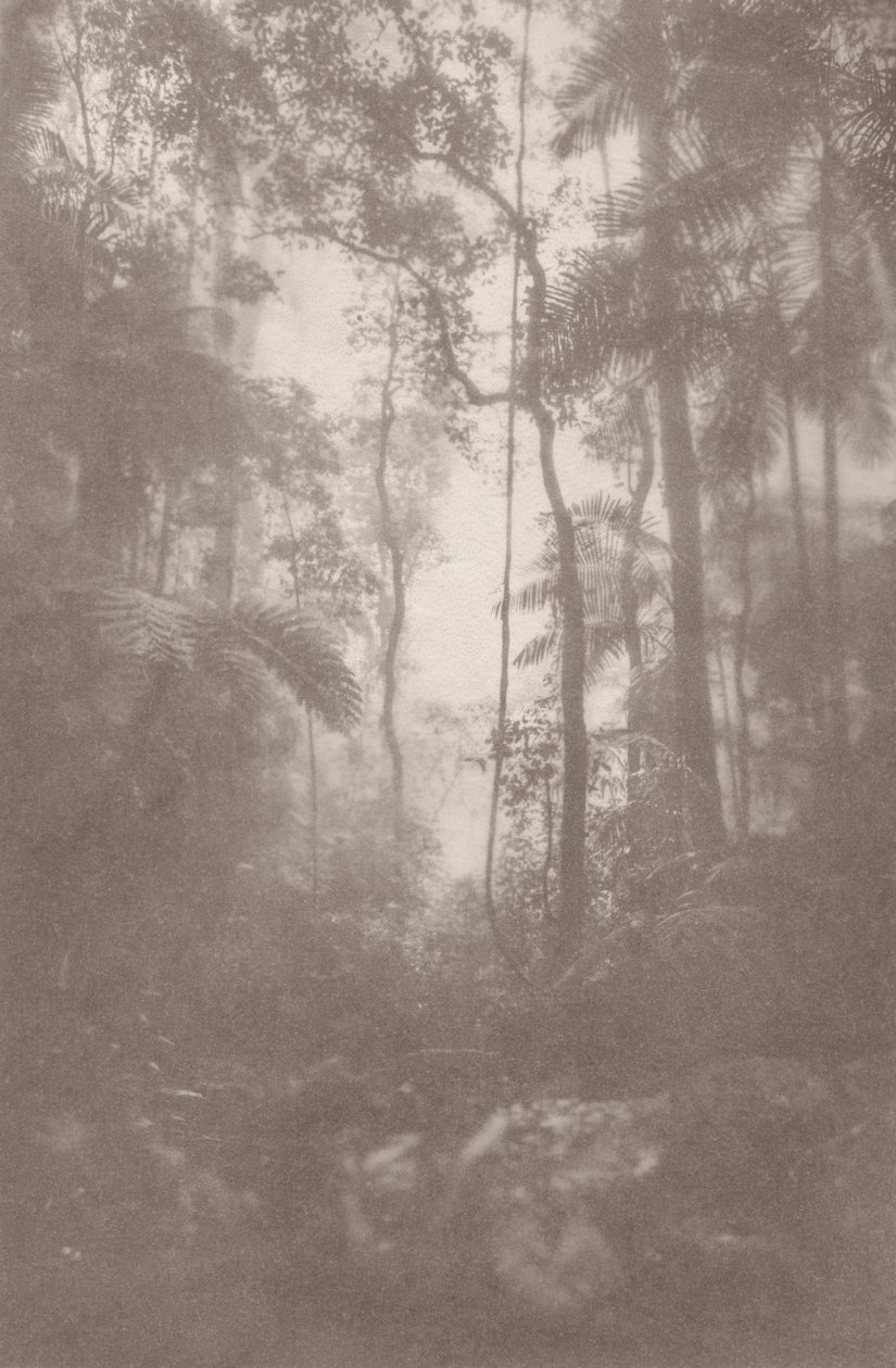 Jungla Nublada 1, 2024 (foto) de Florent Bodart
