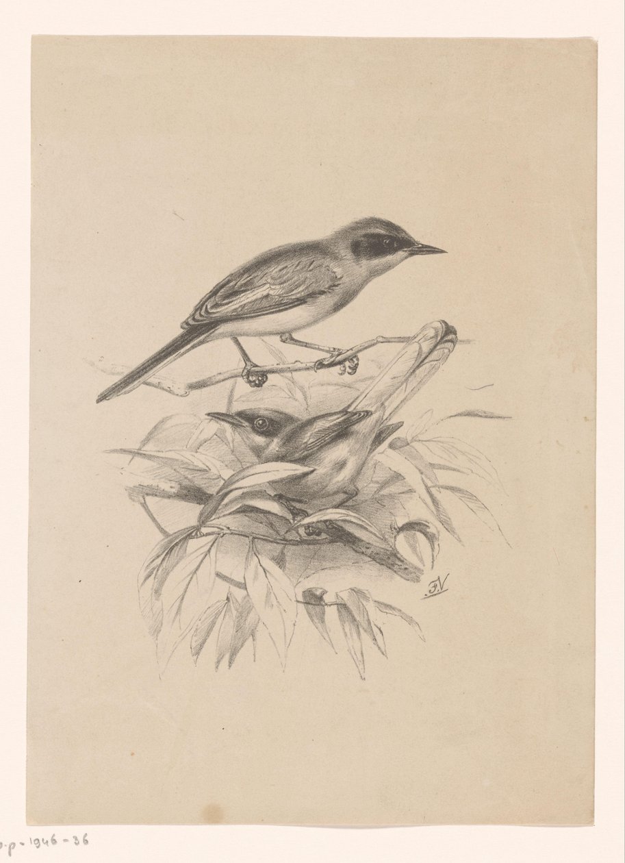 Dos pequeños pájaros en una rama de Floris Verster