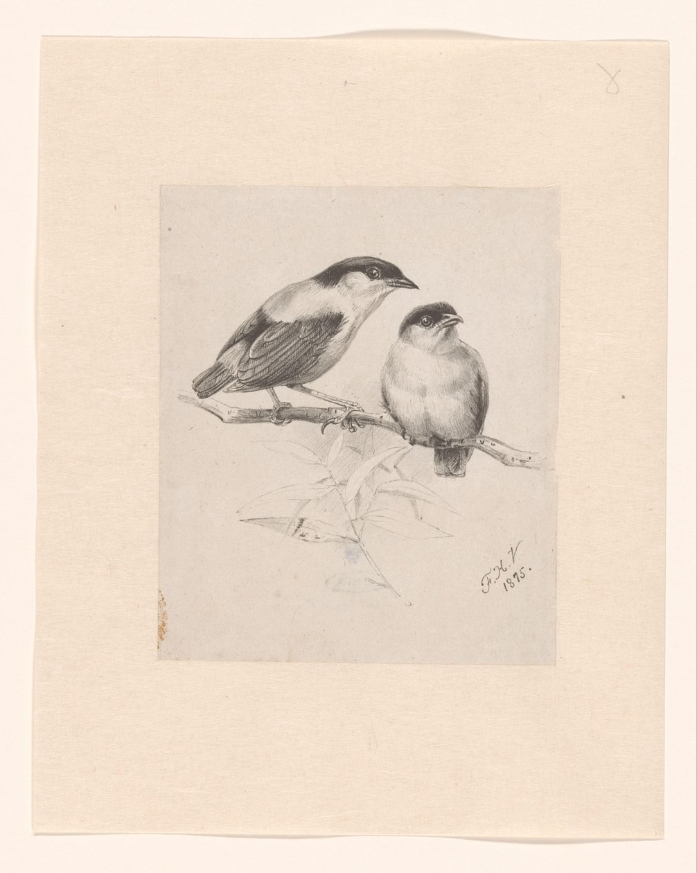 Dos tetas en una rama de Floris Verster