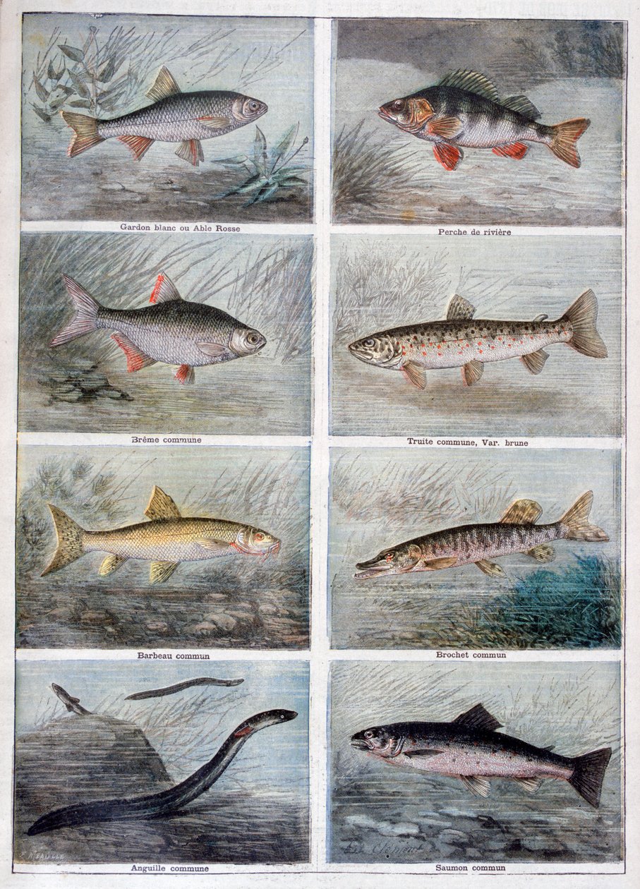 Peces de agua dulce de Fortuné Méaulle