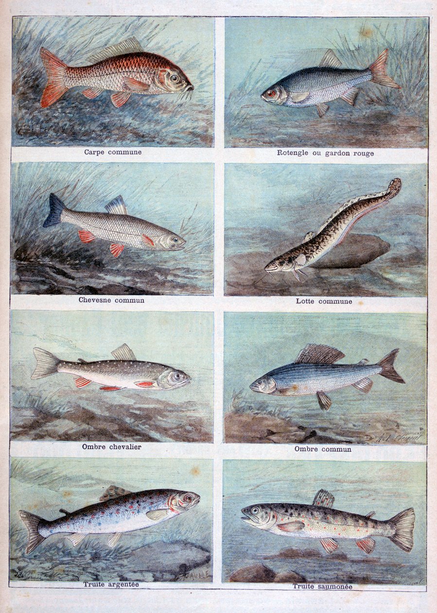 Peces de agua dulce, 1898 de Fortuné Méaulle