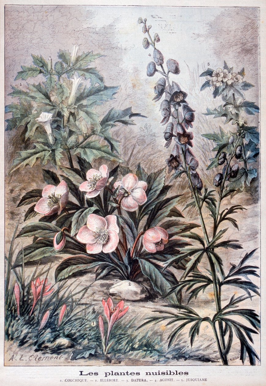 Plantas dañinas de Fortuné Méaulle